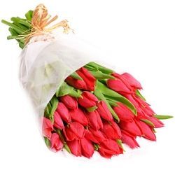  stem red tulip